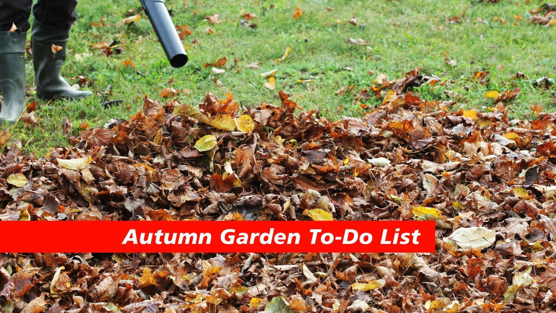 Autumn Garden To-Do List - Solo New Zealand