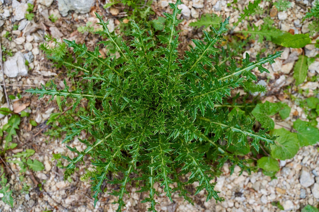 How to control your weeds in winter - Solo New Zealand