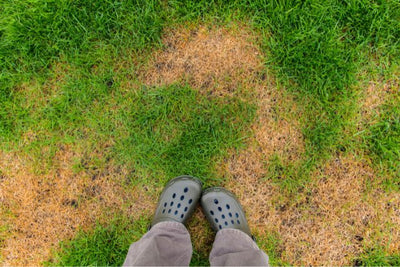 Is Your Lawn Hydrophobic? Here's How to Revive it