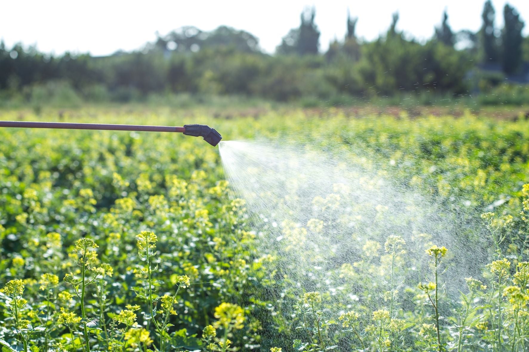 Solo’s commonsense guide to spraying – Solo New Zealand