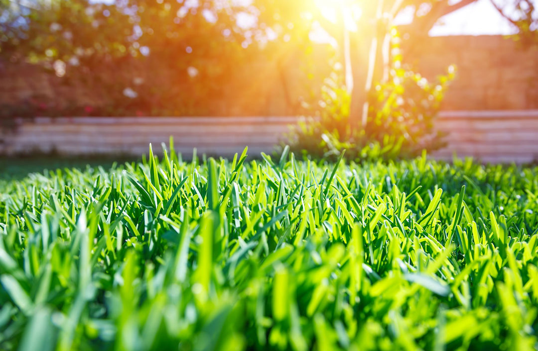 Solo’s guide to spring lawncare - Solo New Zealand